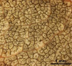 
  Portion of the abaxial surface of a Hypericum ×inodorum leaf with distinctive reticulate tertiary veins.
 © Landcare Research 2010 